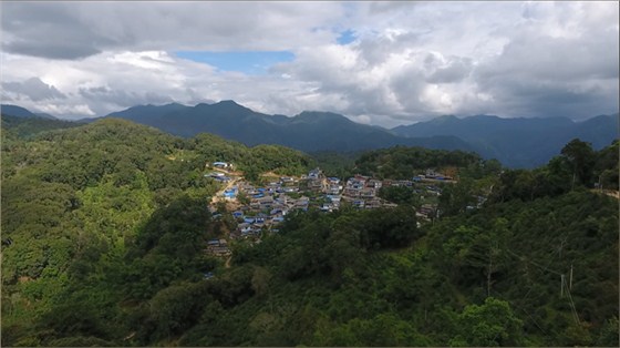 古樹普洱茶