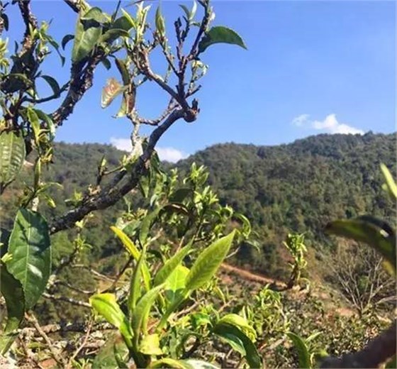 中吉號(hào)茶山行