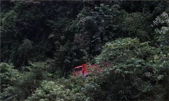 麻黑古樹(shù)茶