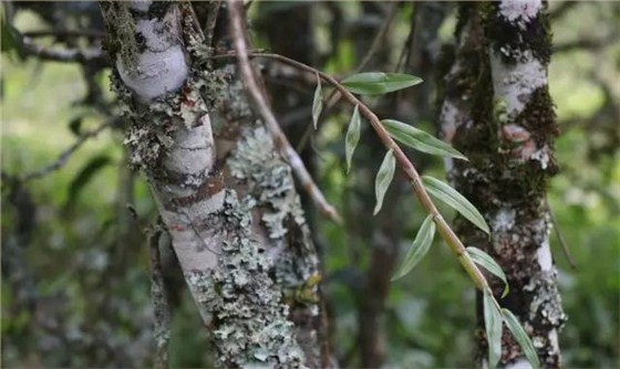 麻黑古樹(shù)茶