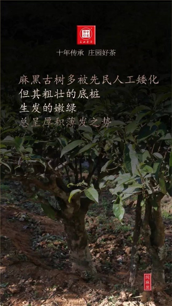 古樹茶純麻黑普洱茶