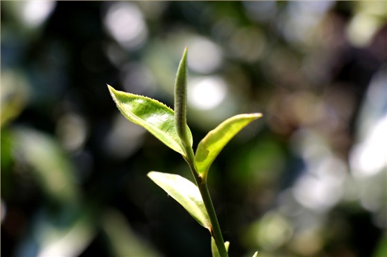 中吉號麻黑莊園