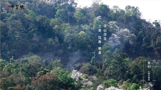 中吉號昔歸茶園