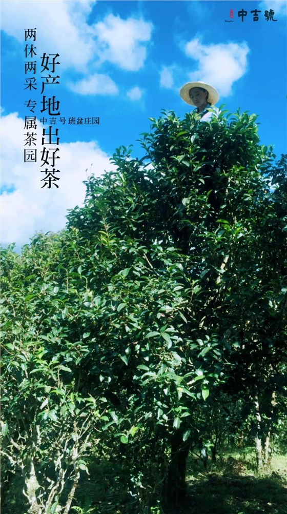 班盆普洱茶價(jià)格