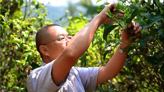 中吉號(hào)老班章普洱茶