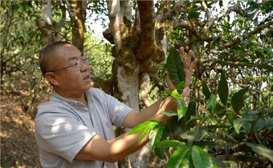 中吉號(hào)老班章普洱茶