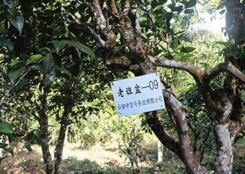 中吉號老班盆自有古茶園（一）