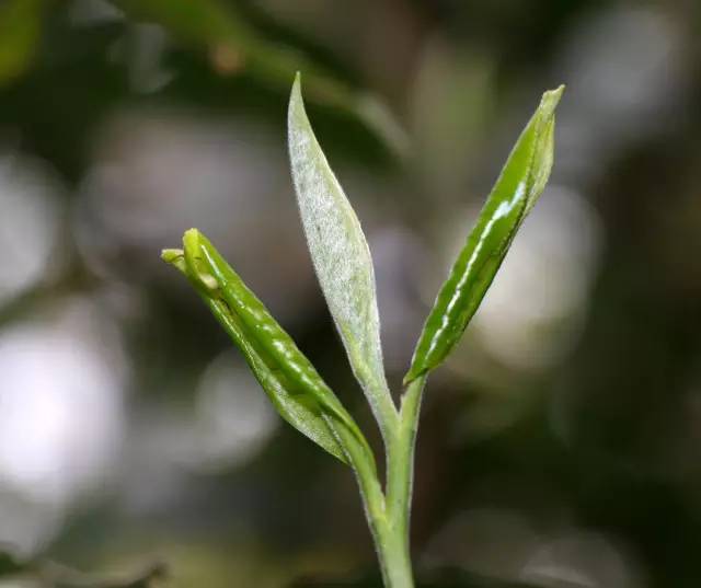 中吉號(hào)春茶