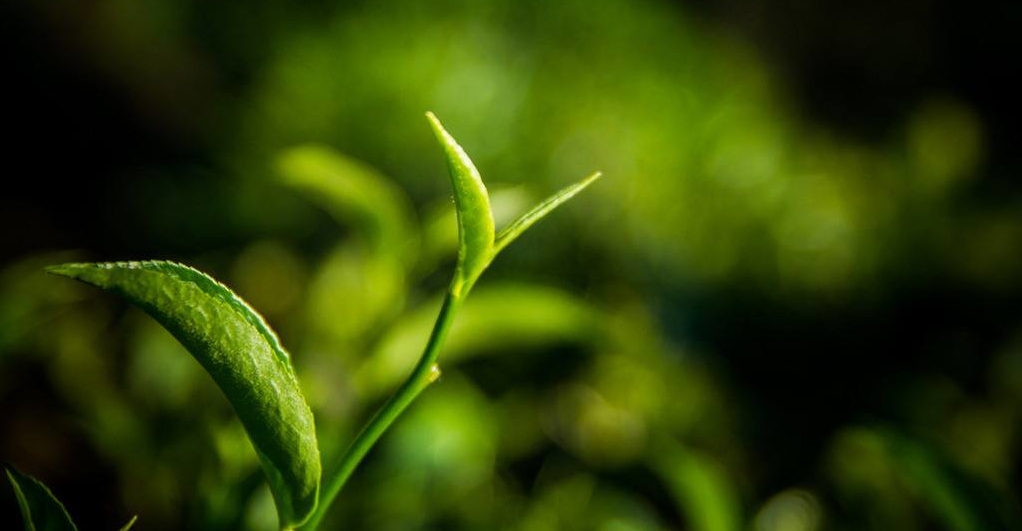 普洱茶三元素