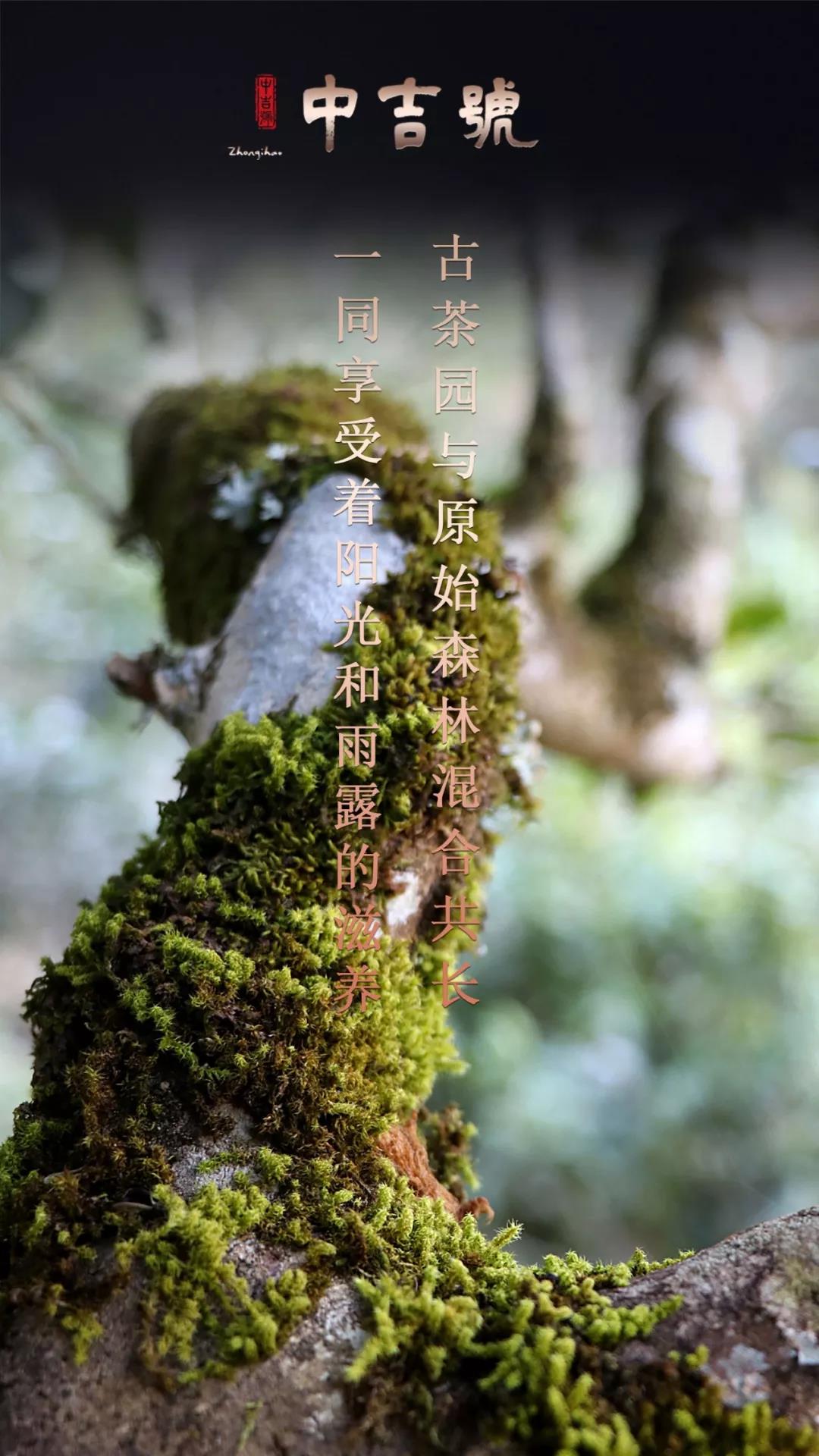 云南普洱茶旺財