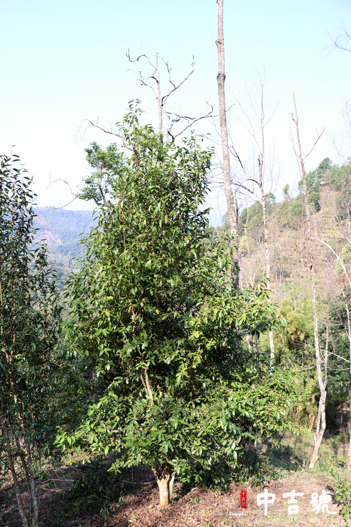 中吉號(hào)與麻黑茶