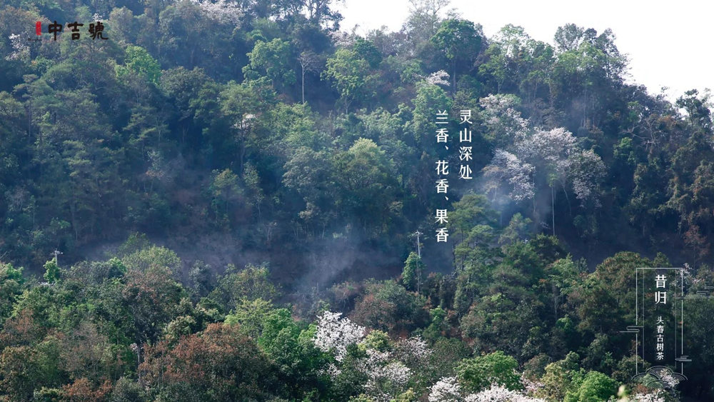 云南普洱茶采摘