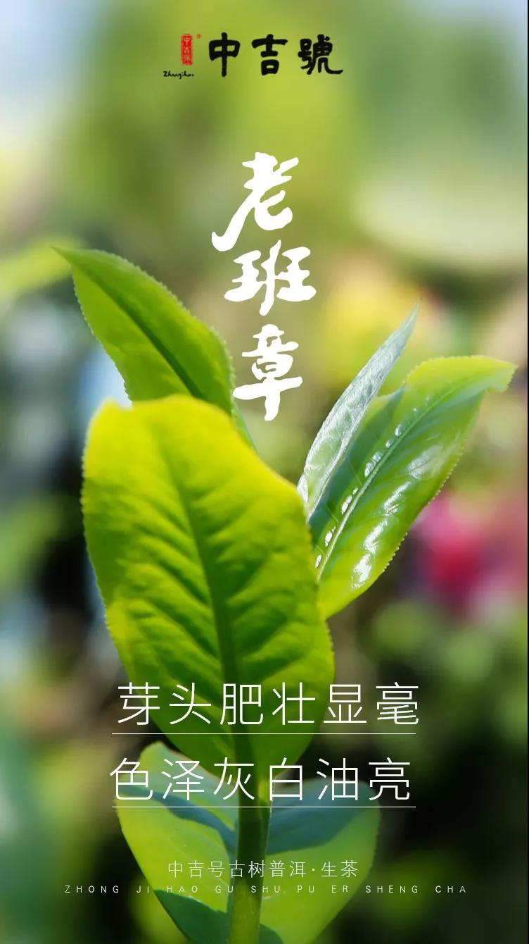 中吉號(hào)老班章