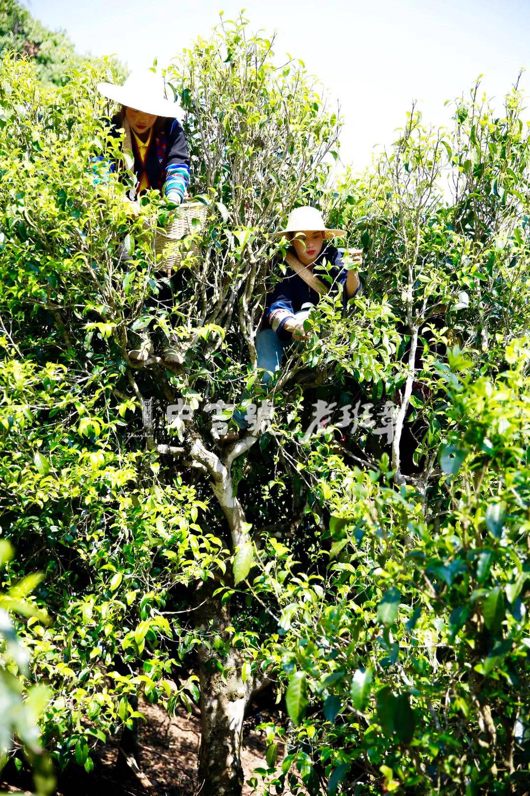 中吉號(hào)老班章普洱茶