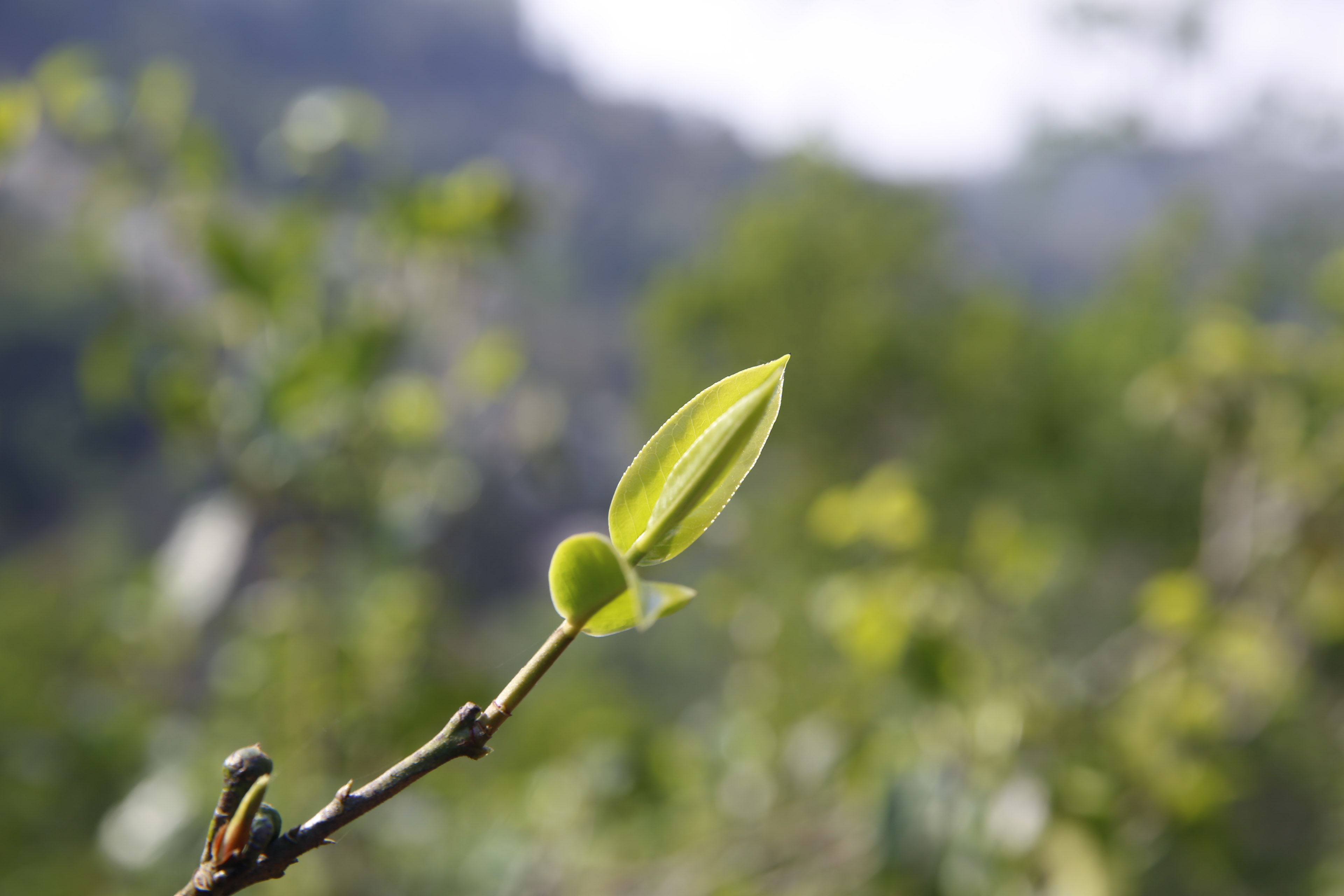 云南普洱茶樹(shù)