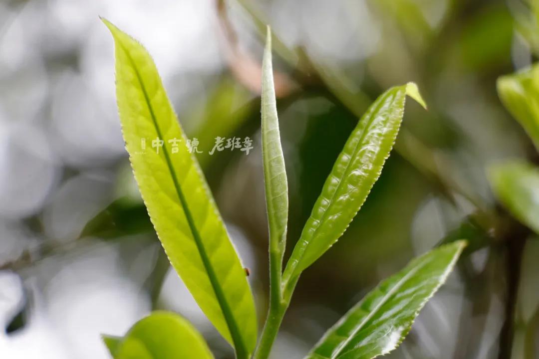 中吉號(hào)老班章普洱茶