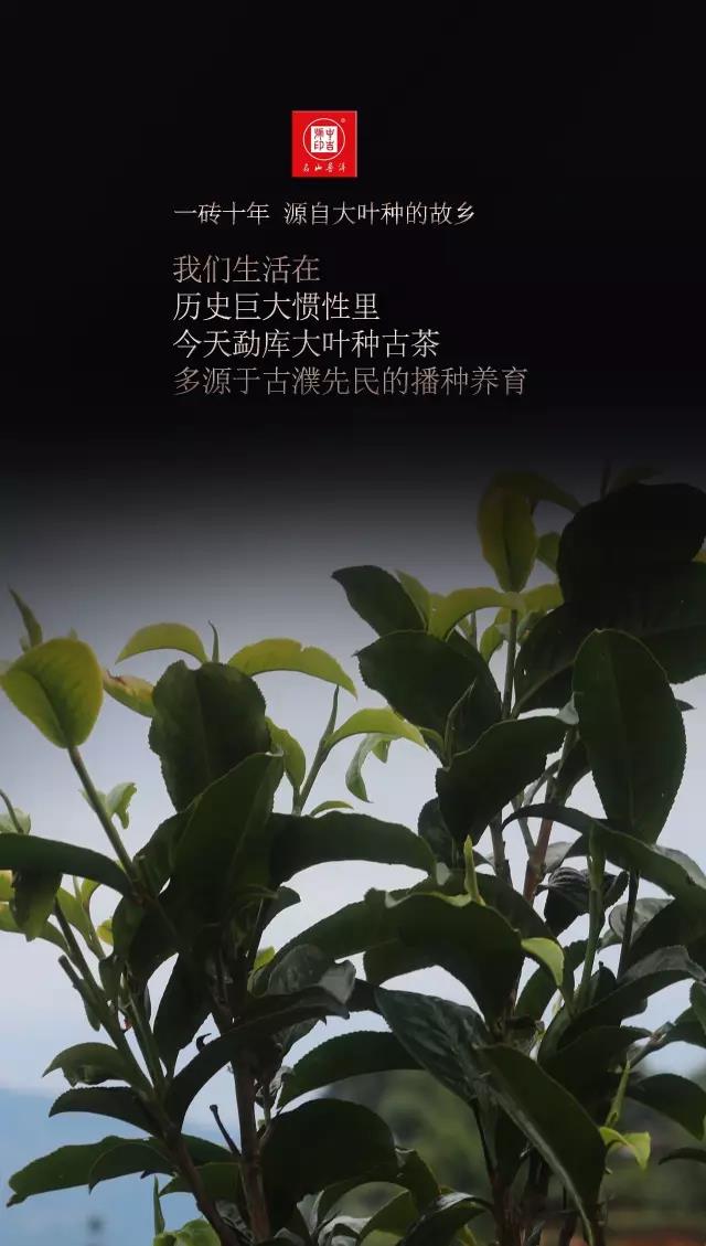 中吉號古樹茶