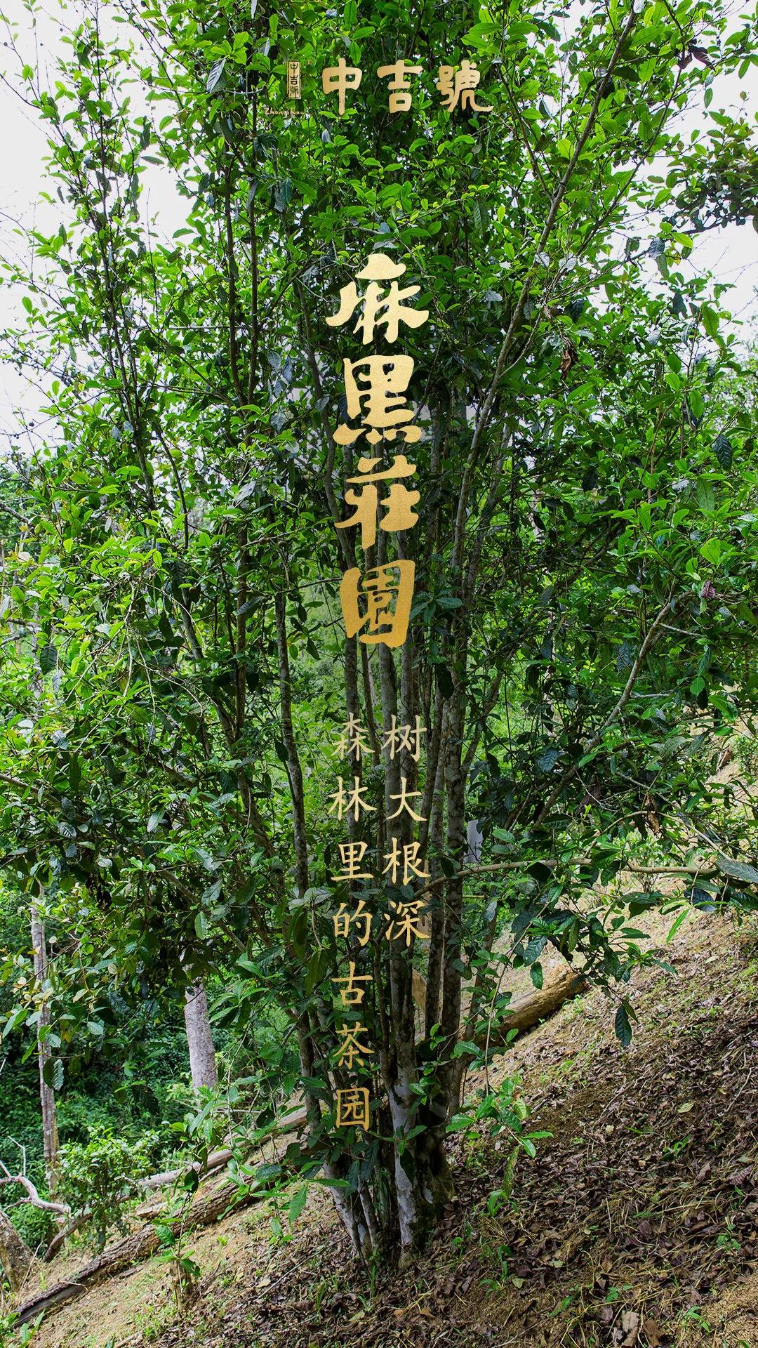 中吉號麻黑莊園普洱茶